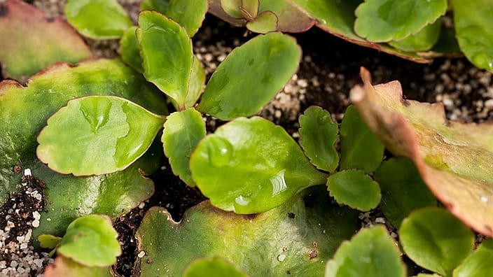 Vegetal