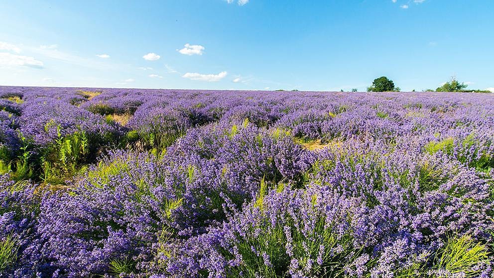 Lavanda